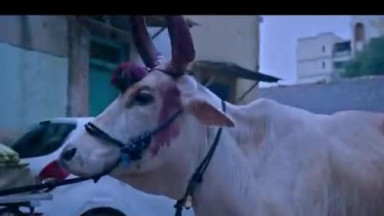 Holy Cow - Official Trailer - Sanjay Mishra, Sadiya Siddiqui, Tigmanshu Dhulia, Mukesh Bhatt