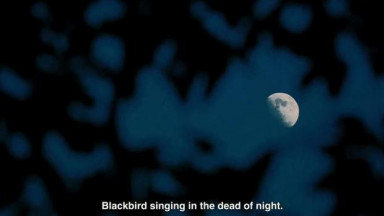 BLACKBIIRD (Official Lyric Video)