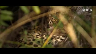 Living with Leopards - Official Trailer